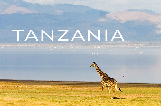 Giraffe at Lake Manyara, Tanzania
