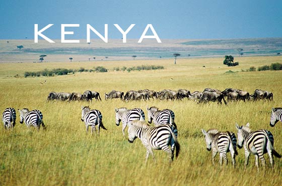 Gnus and Zebras in Maasai Mara, Kenya