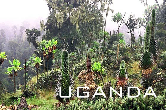 Rwenzori Mountains National Park, Uganda