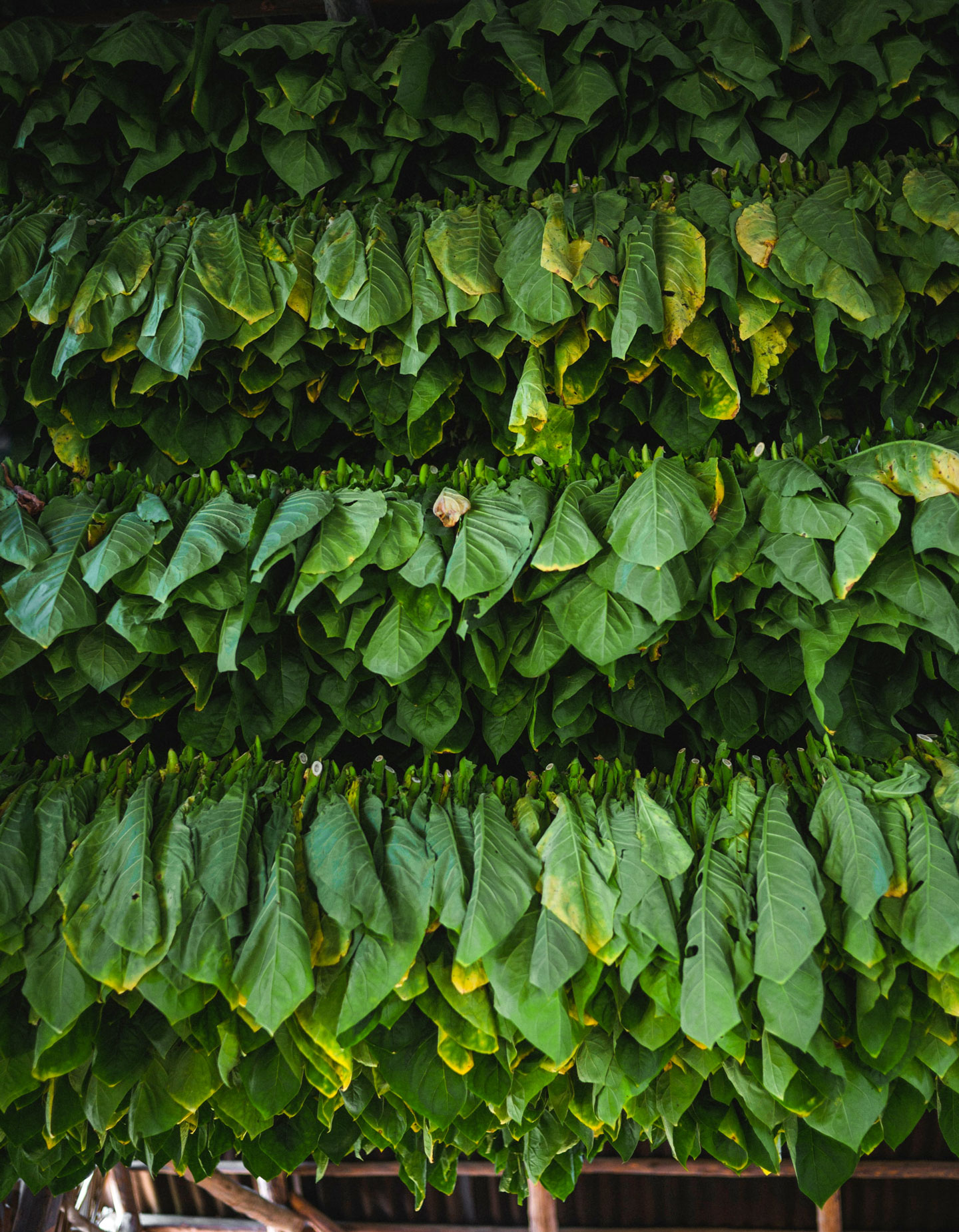 Tobacco leaves hung to dry in the Cienfuegos Province of Cuba