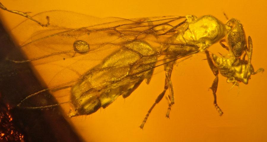 کهربای دومینیکن با گنجایش Acropyga glaesaria، یک گونه مورچه منقرض شده که در هیسپانیولا یافت شد.