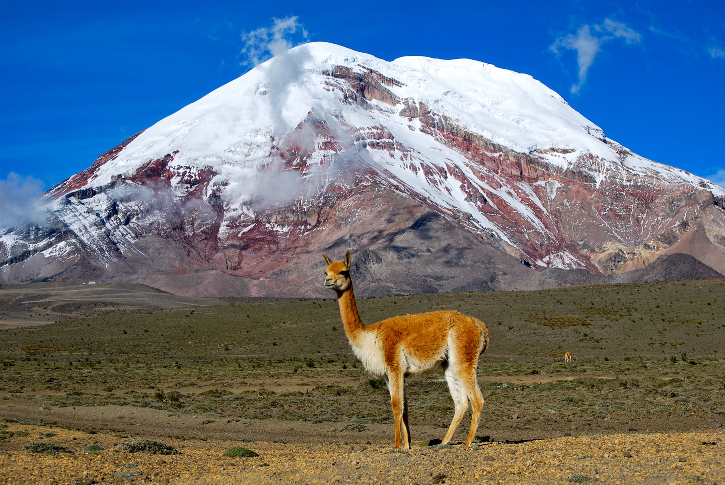A vicuña poses in front of Chimborazo, Ecuador's highest mountain at 6,263 meters.