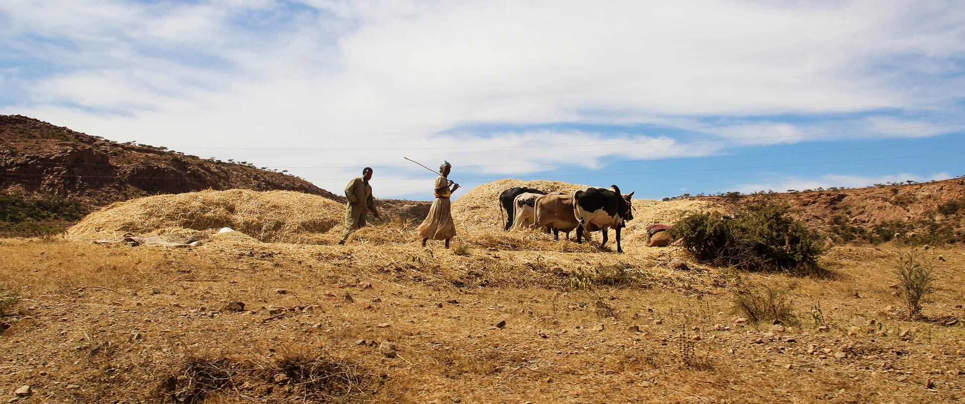 Subsistence agriculture