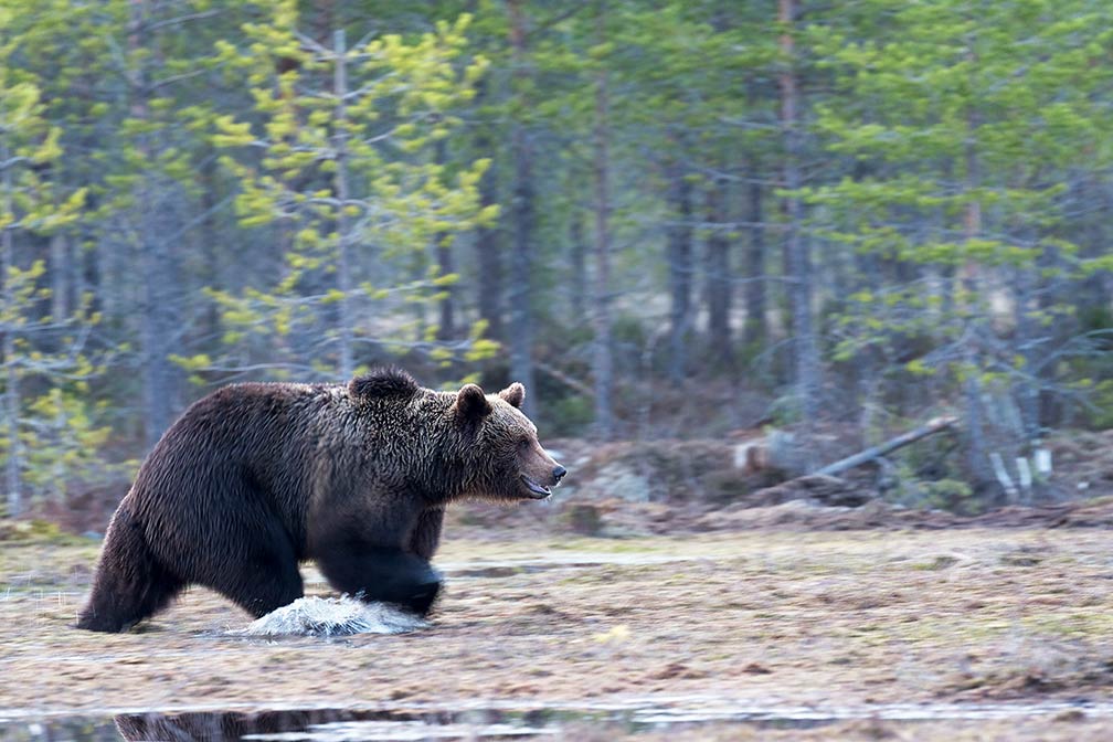 Eurasian brown bear, the national animal of Finland
