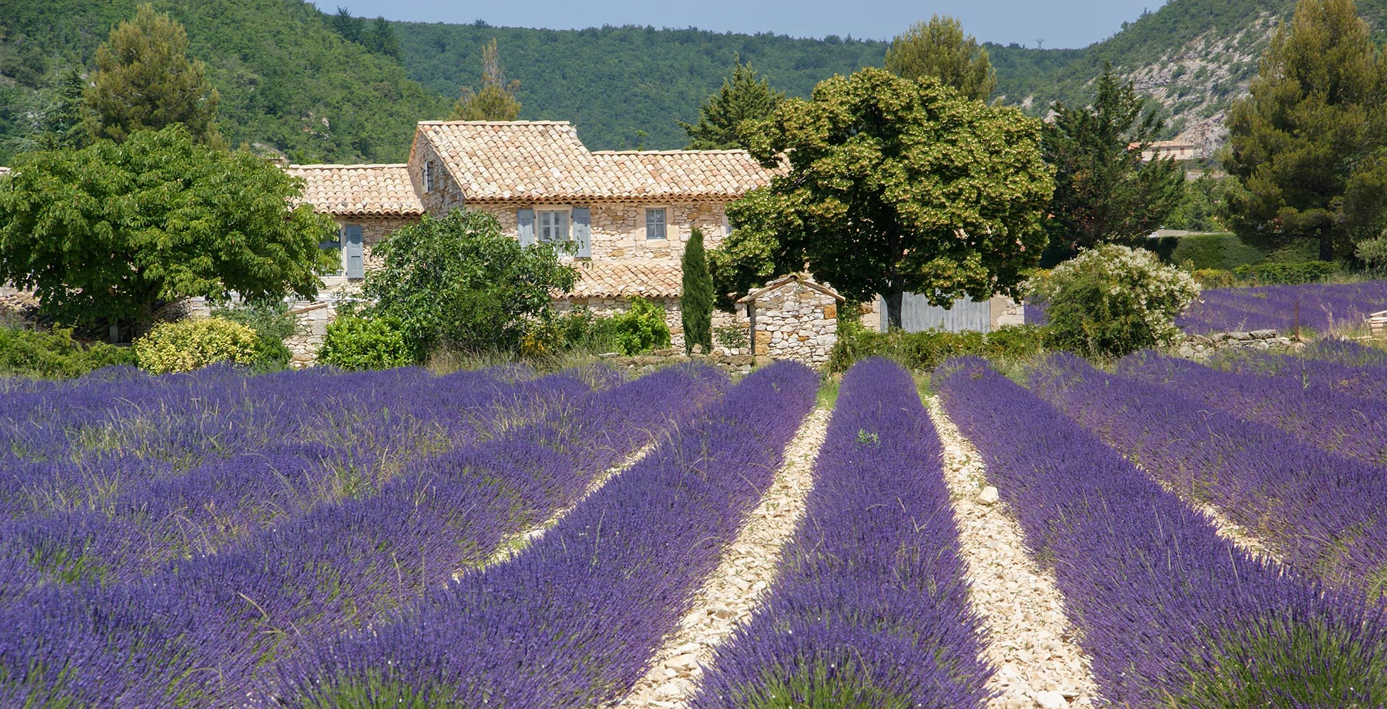 Lavender field in Côte d'Azur in Southern France