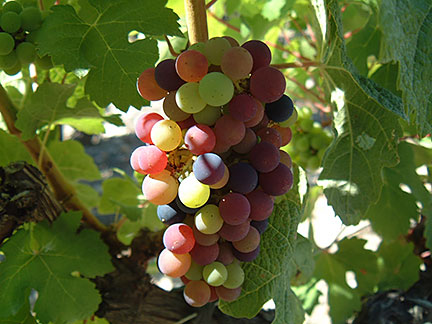 Cabernet Sauvignon grapes during veraison