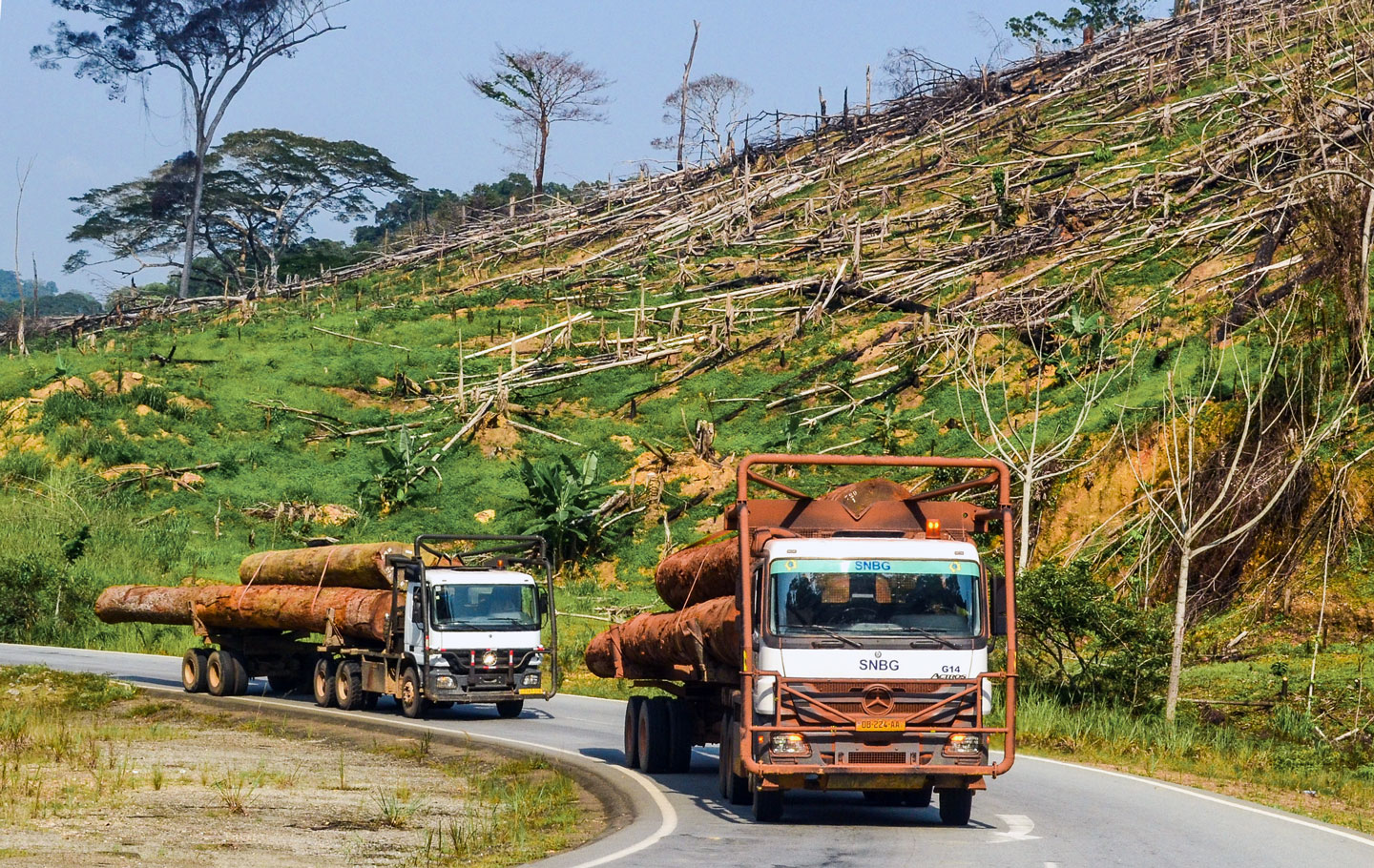 Logging of primary forests in Gabon