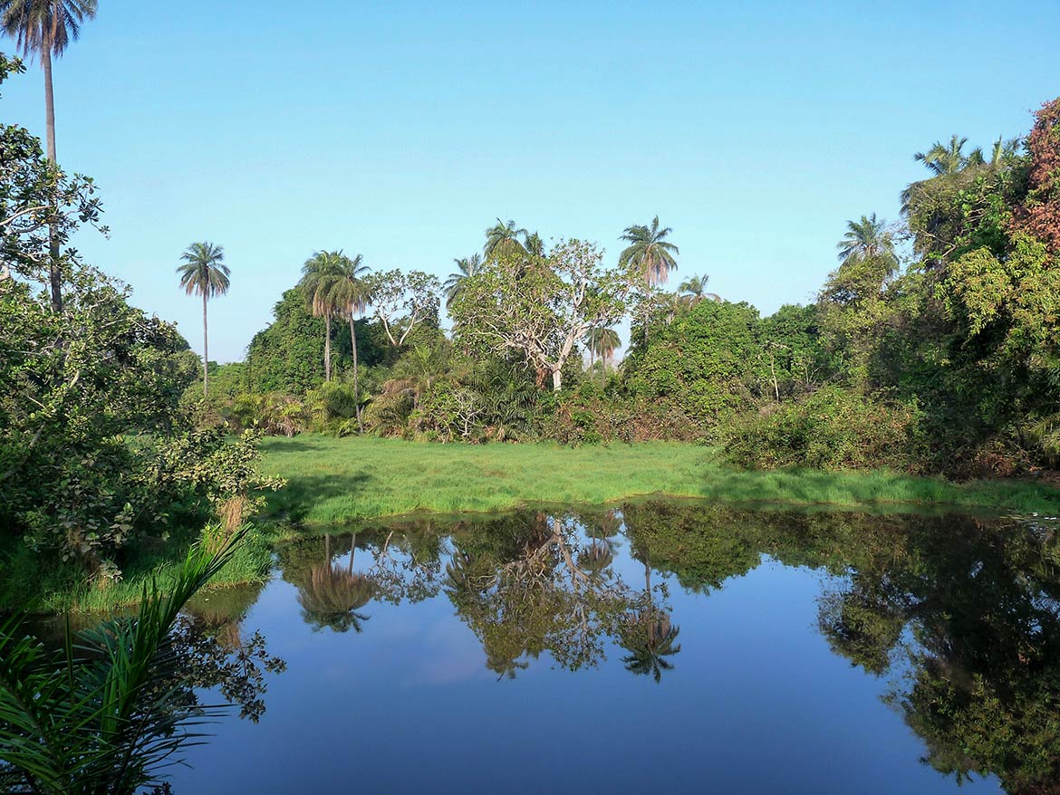 Abuko Nature Reserve in Serrekunda, Gambia