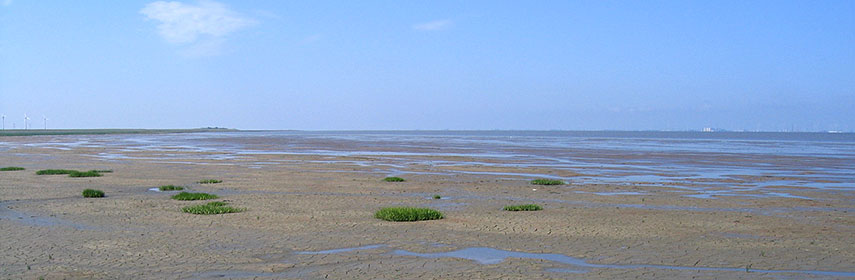 Pilsumer Watt, Wadden Sea