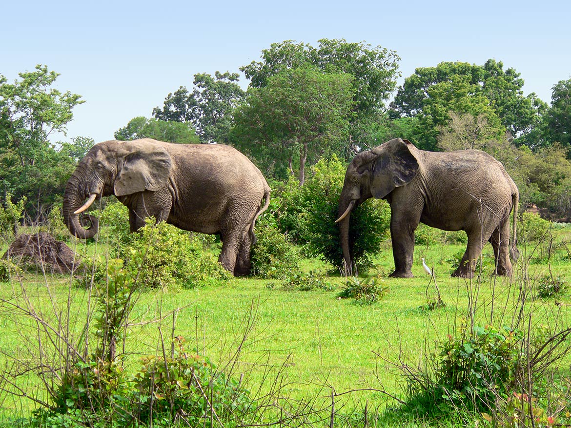 Elephants in Mole National Park, Ghana