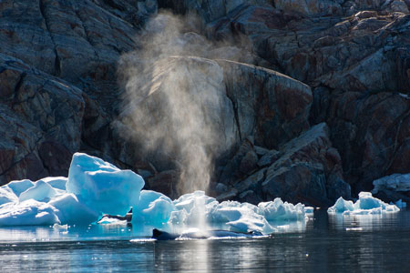 Spouting whale, Disko Bay