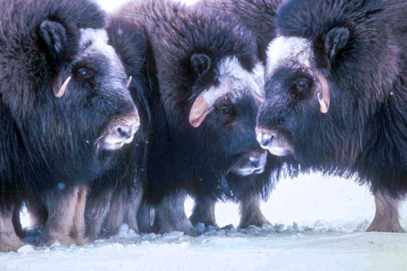 Herd of musk oxen