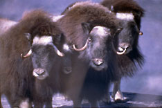 Musk Oxen