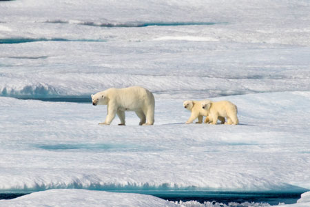Polar Bears, a mother with 2 cubs, Greenland
