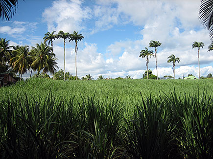 sugar cane field