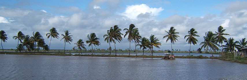 Tractor in rice field, Guyana
