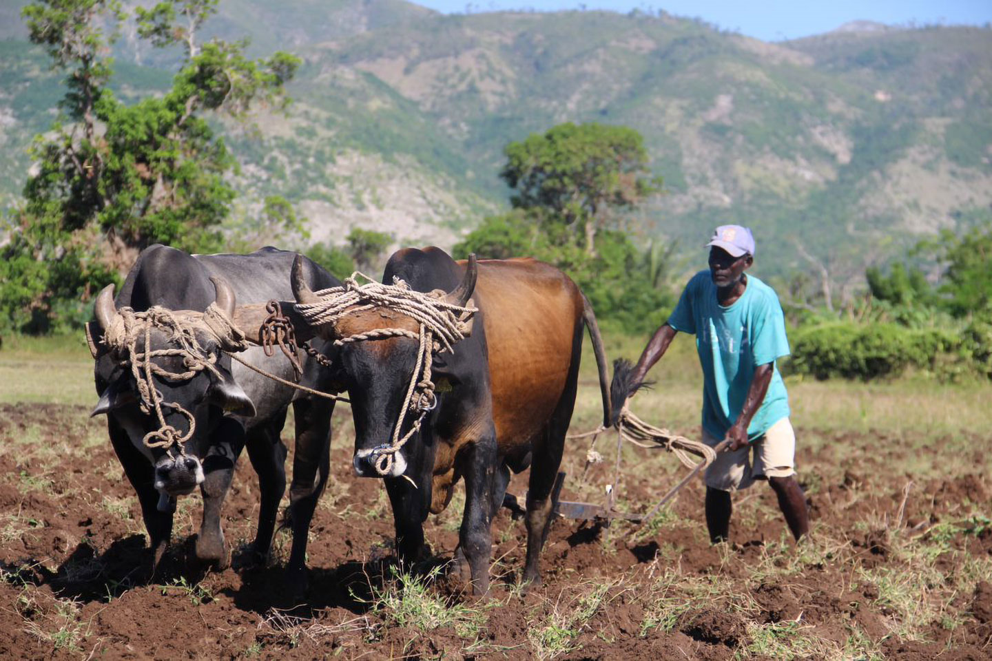 Haiti agriculture in 2020