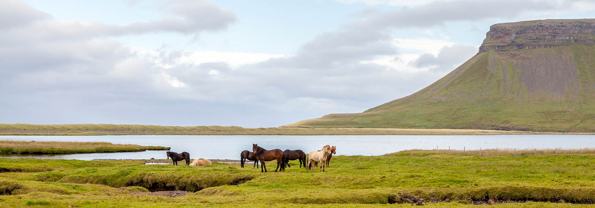 Icelandic horses at Búlandshöfði headland in Vesturland (Western Region) of Iceland