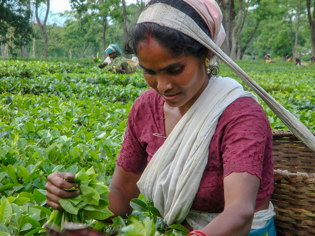 Tea Harvest in Assam
