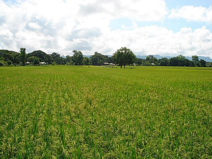 Rice fields in Tripura state of India