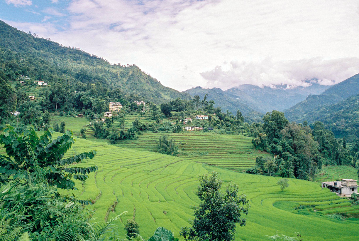 Terraced rice paddy fields of Sikkim