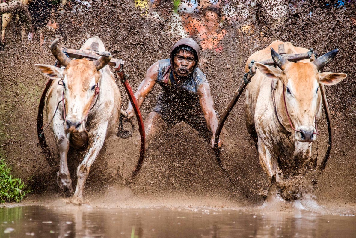 Traditional bull race in Tanah Datar, West Sumatra, Indonesia