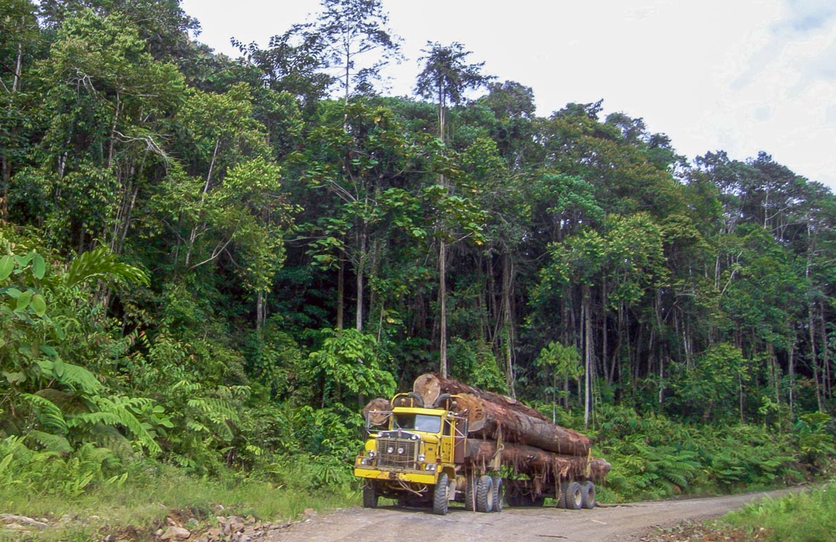 A truck transport huge logs out of the rainforest in Indonesia