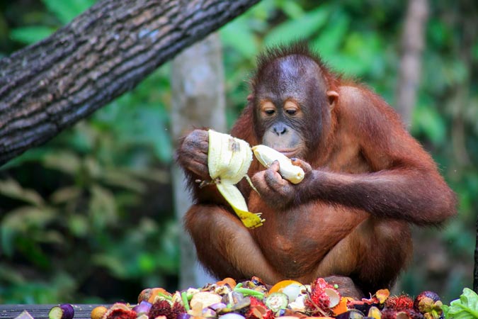 Young orangutan on Borneo
