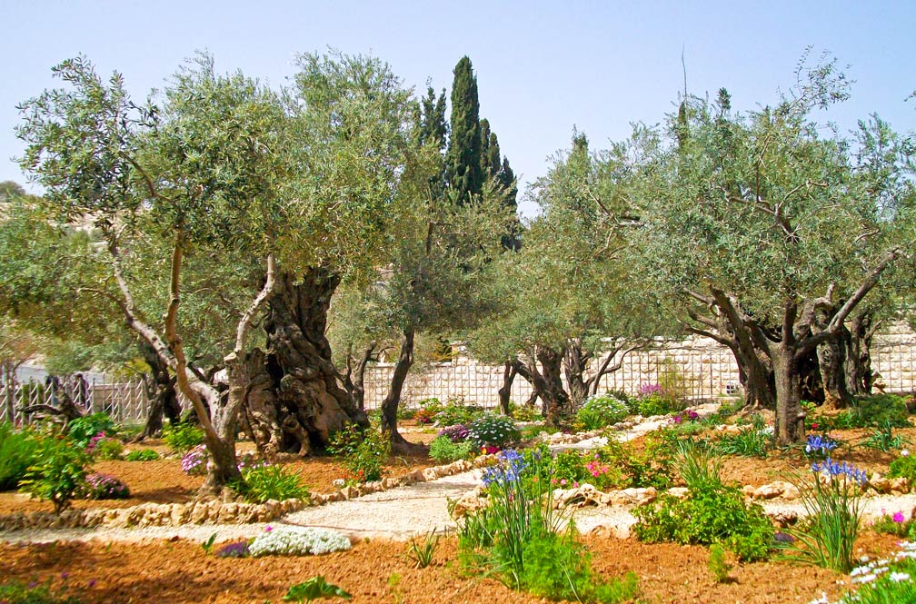 Gethsemane garden Jerusalem