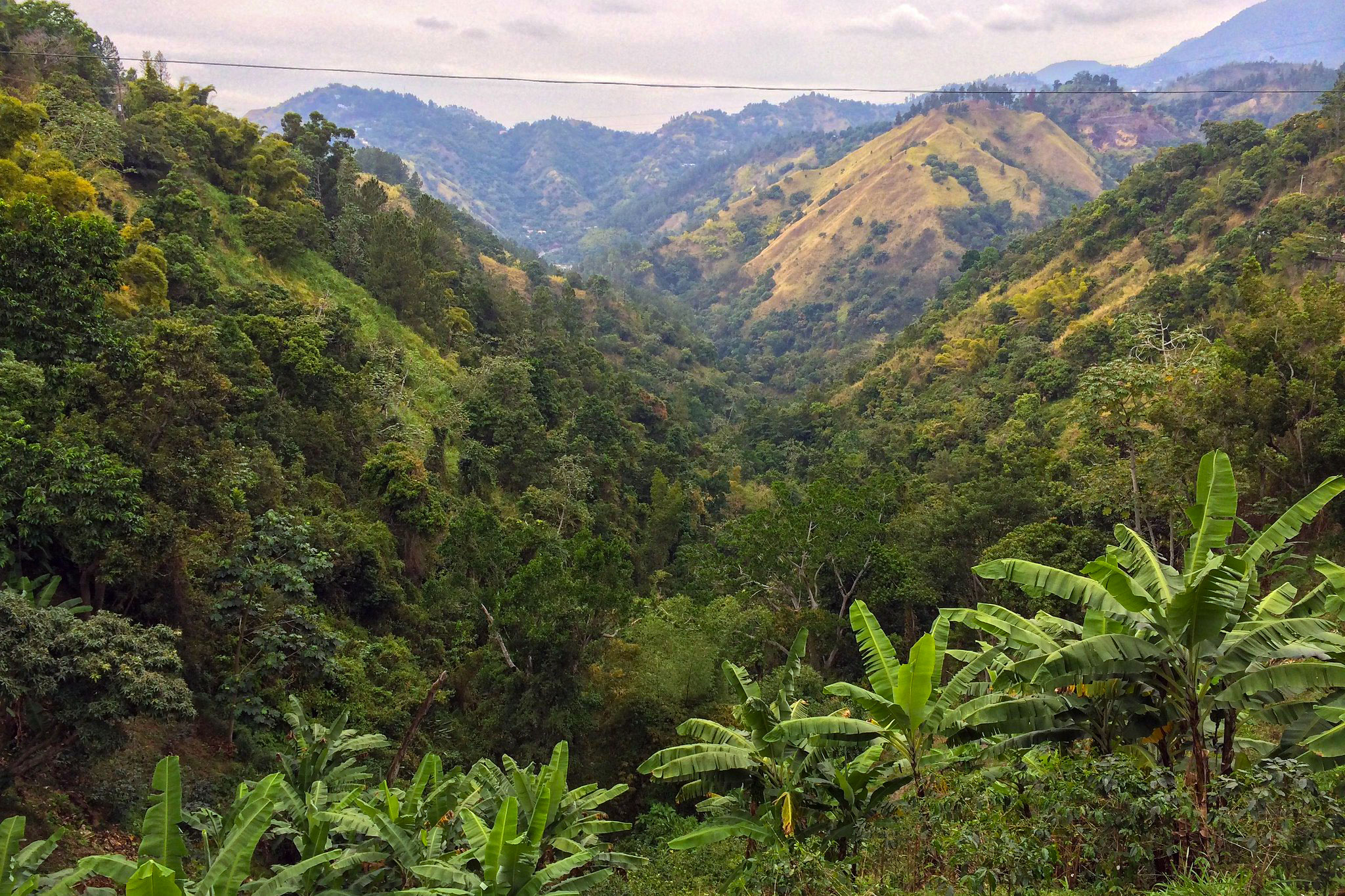 Blue Mountains Jamaica