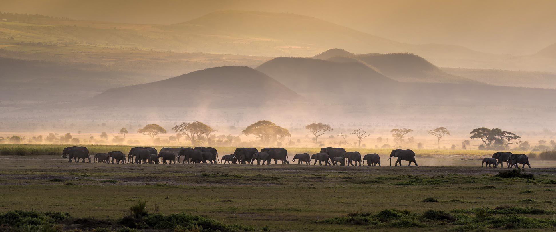 A herd of elephants at sunset in Amboseli National Park, Kenya