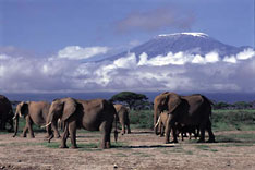 Elephants in Amboseli