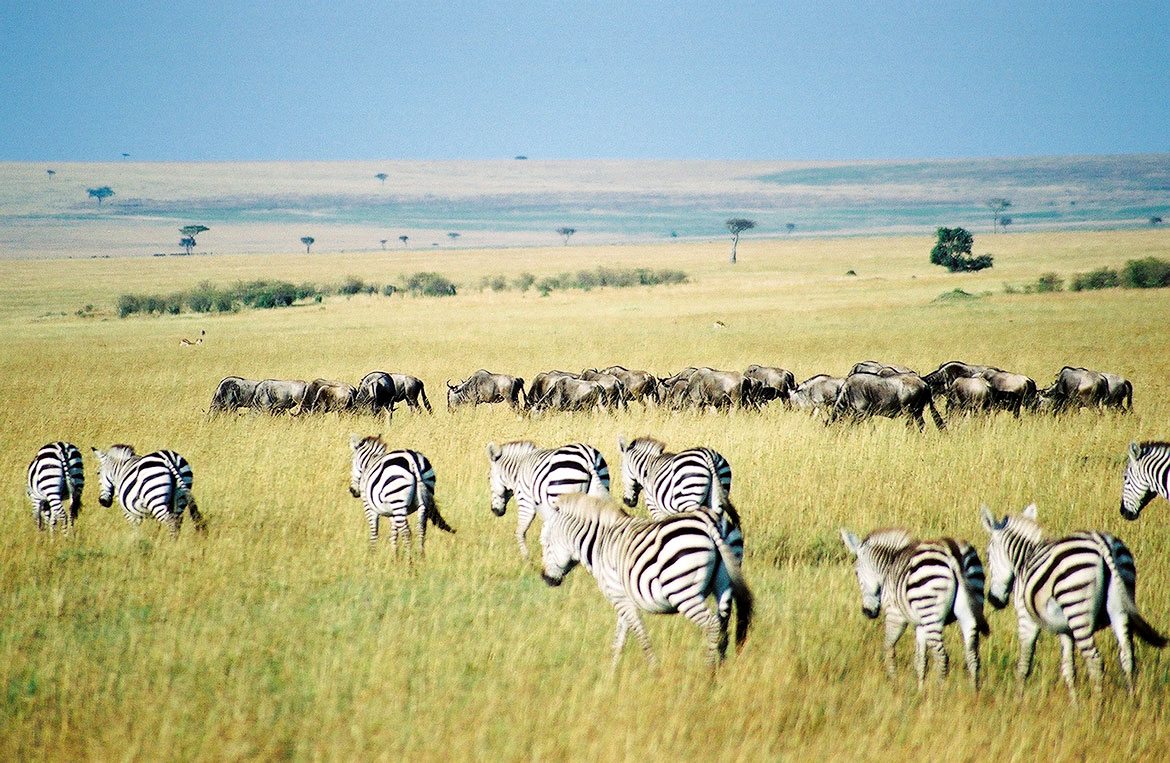 Que penser de Kenya Airways Kenya Kenya Routardcom