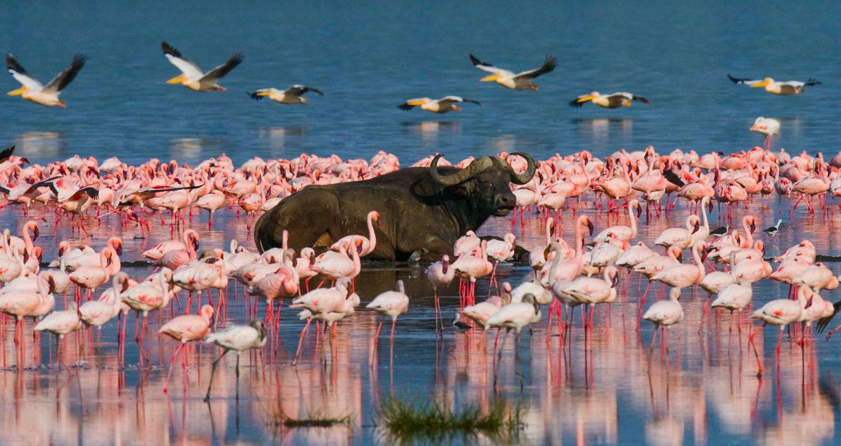 African buffalo in a flock of flamingos in Lake Bogoria