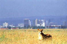 Lioness - Nairobi National Park