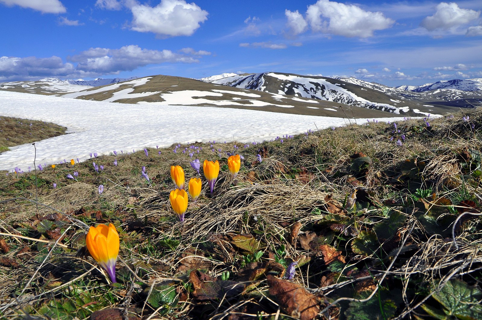 Spring landscape with Crocuses in the Šar Mountains