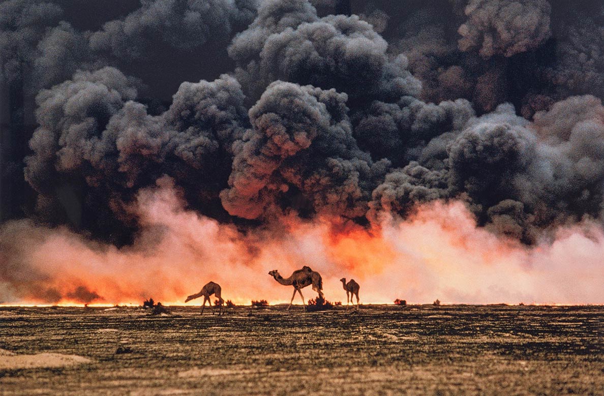 Camels at the burning Ahmadi oilfields