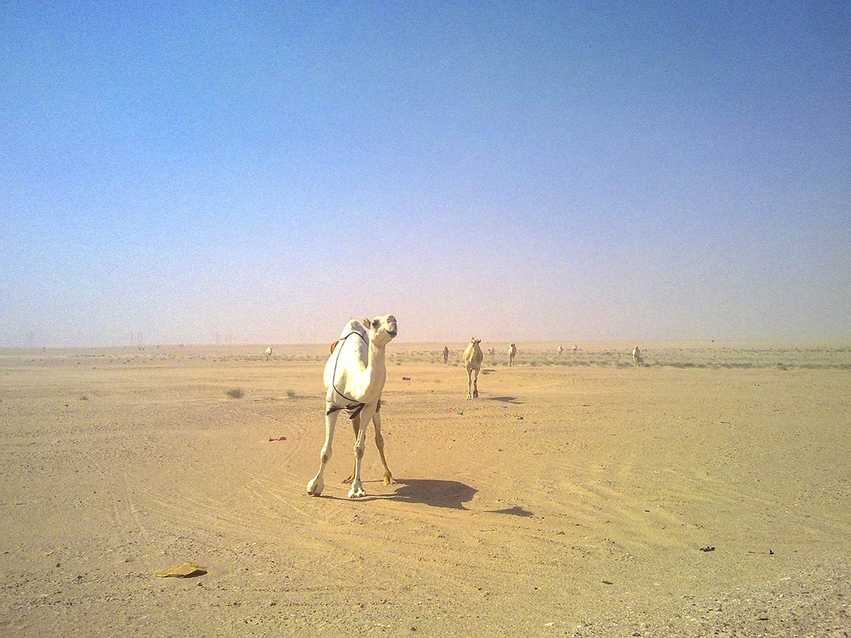 Camels in the desert landscape of Kuwait