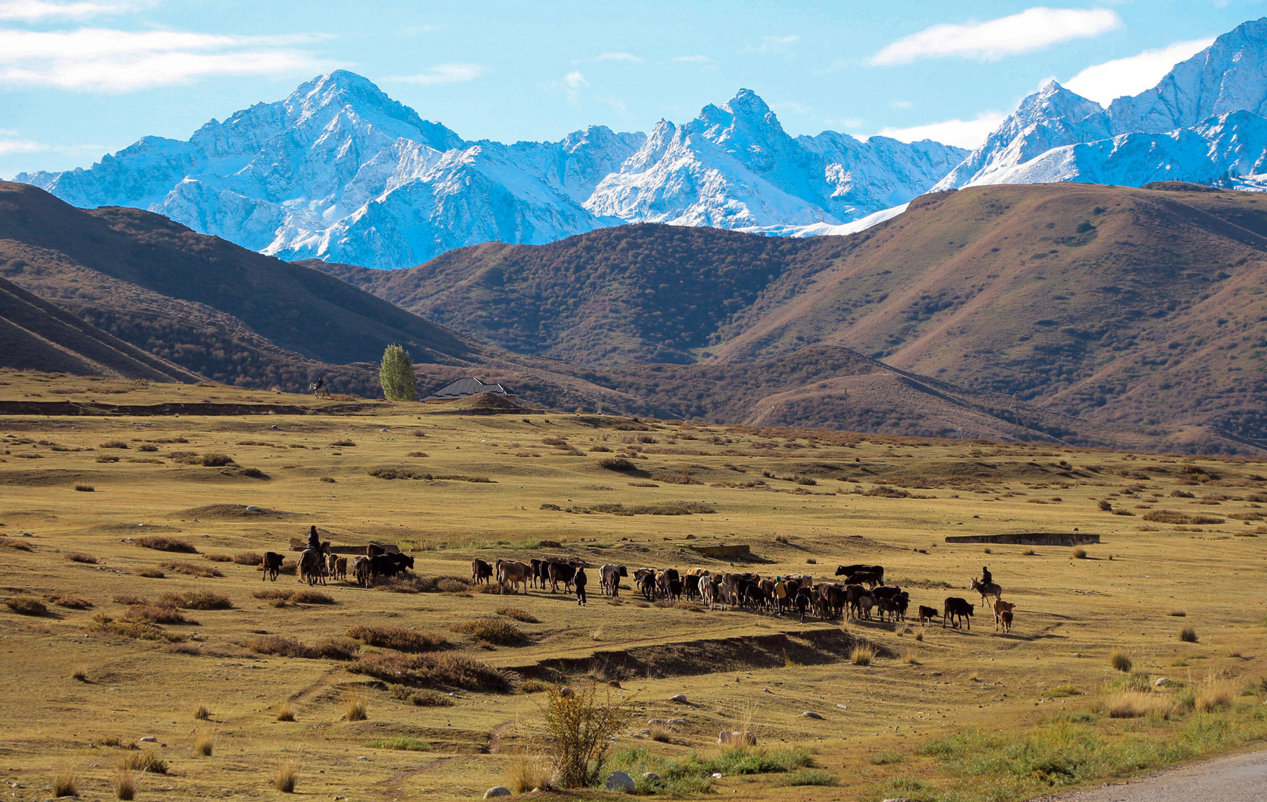 Livestock farming in north-eastern Kyrgyzstan