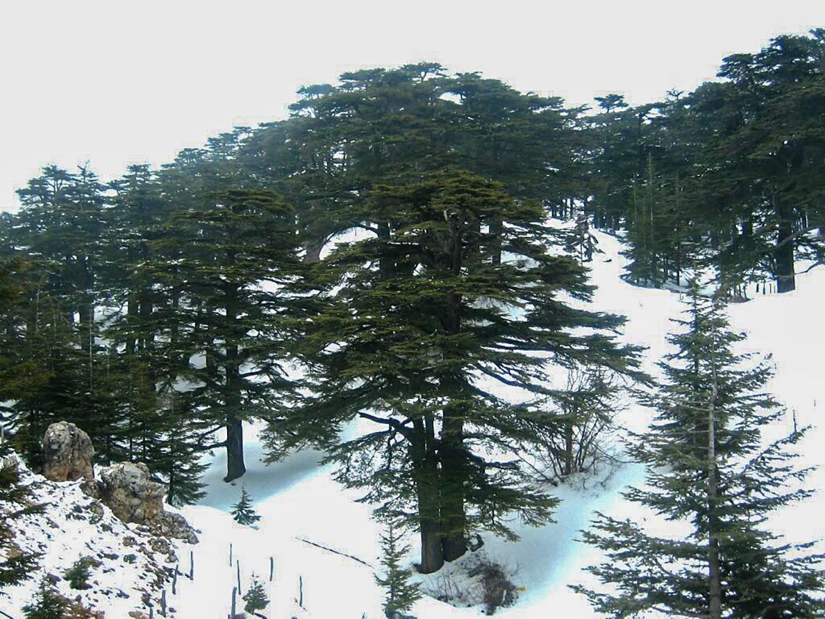 Cedars of God in the Kadisha Valley in Lebanon