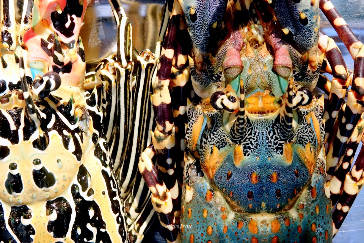 Madagascar langoustes