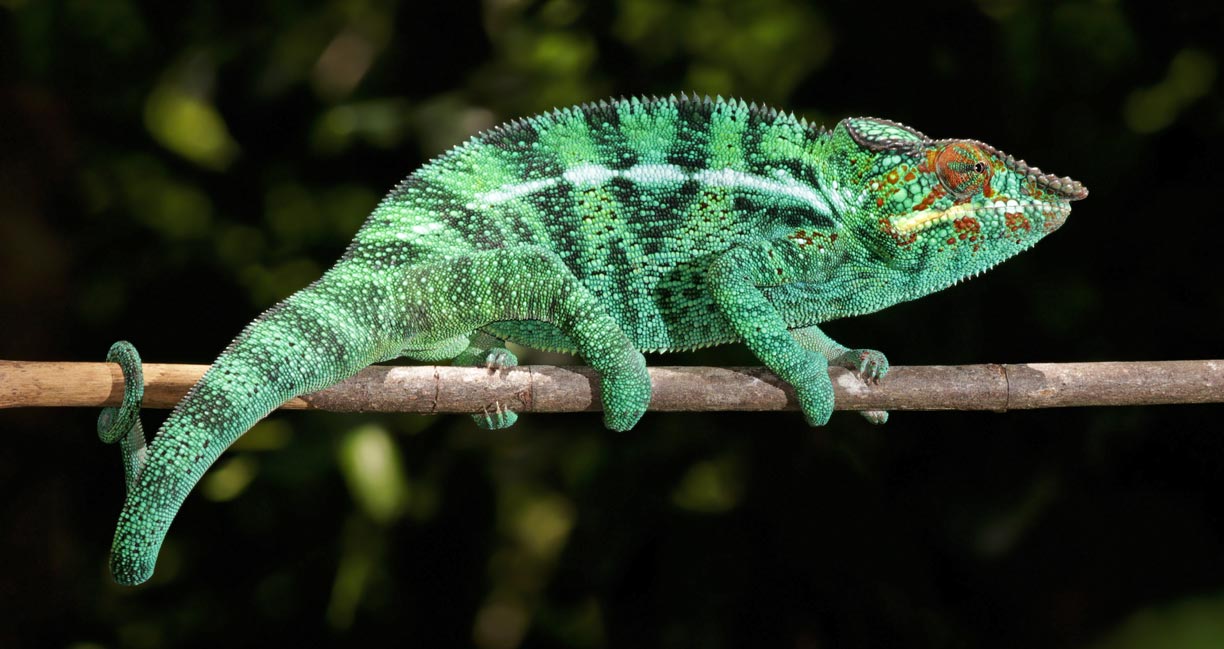 A Panther chameleon (Furcifer pardalis) in Nosy Be island, Madagascar