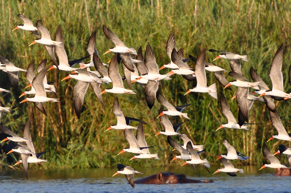 African Skimmers at Lake Malawi