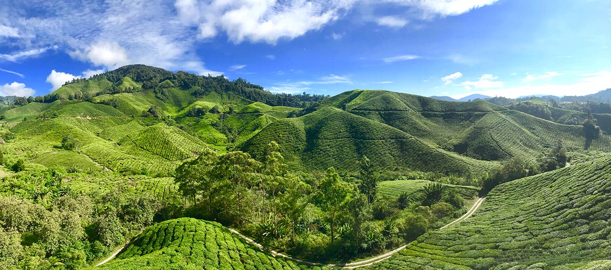 BOH Tea Plantation in the Cameron Highlands in Pahang, Malaysia
