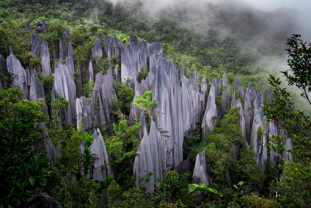 Pinnacles in Gunung Mulu National Park, Malaysia.
