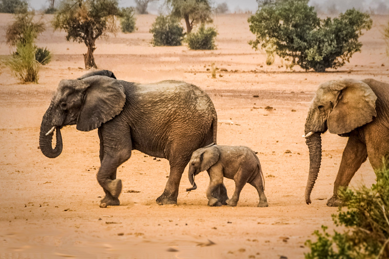 Elephants in the Gourma Region of Mali