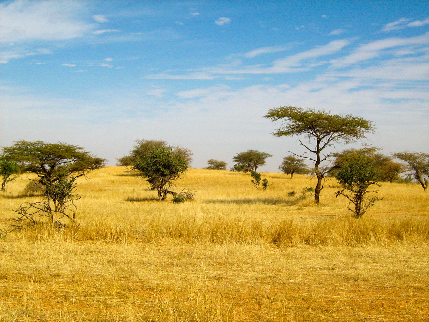 Typical savanna landscape in Mali