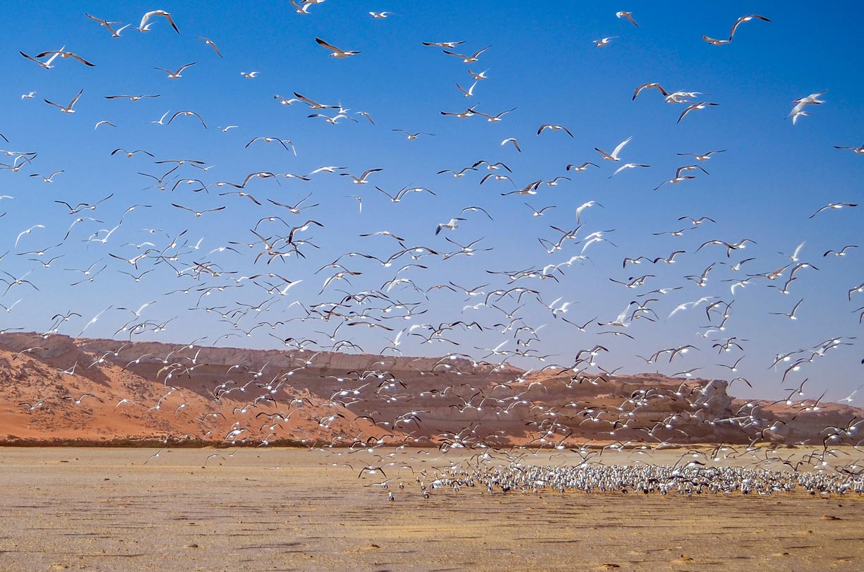 A flock of birds near Banc d'Arguin National Park