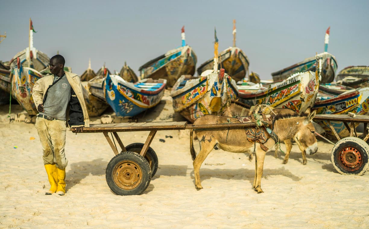 Donkey cart at the fishing port of Nouakchott