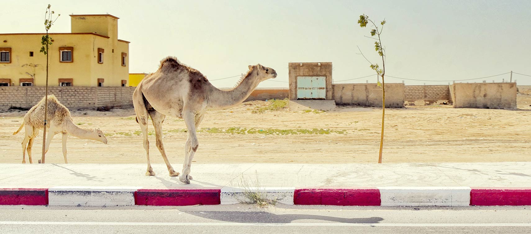 Camels in Nouakchott, Mauritania